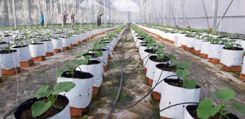 Giải Pháp Xử Lý Nước Sạch Lọc Đĩa 2025 tuoi nho giot cay dua luoi 1